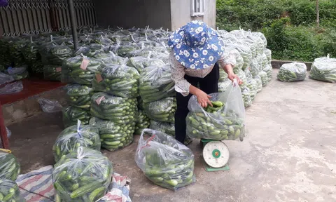 Tuyên Quang: Xã Phúc Sơn (Lâm Bình) phát triển thành vùng trồng dưa chuột gắn với thị trường