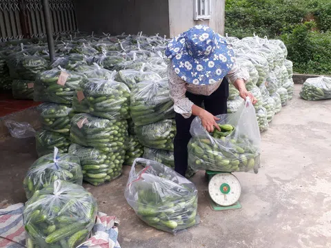 Tuyên Quang: Xã Phúc Sơn (Lâm Bình) phát triển thành vùng trồng dưa chuột gắn với thị trường