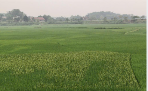 Ảnh 1