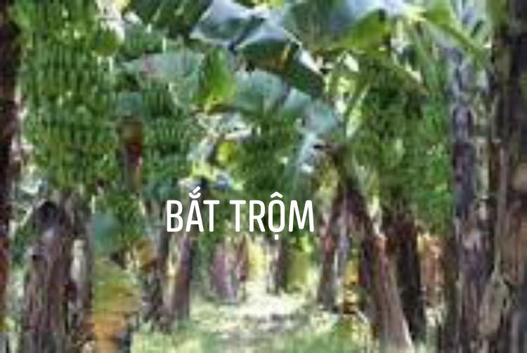 bat-trom-1636435442.jpg