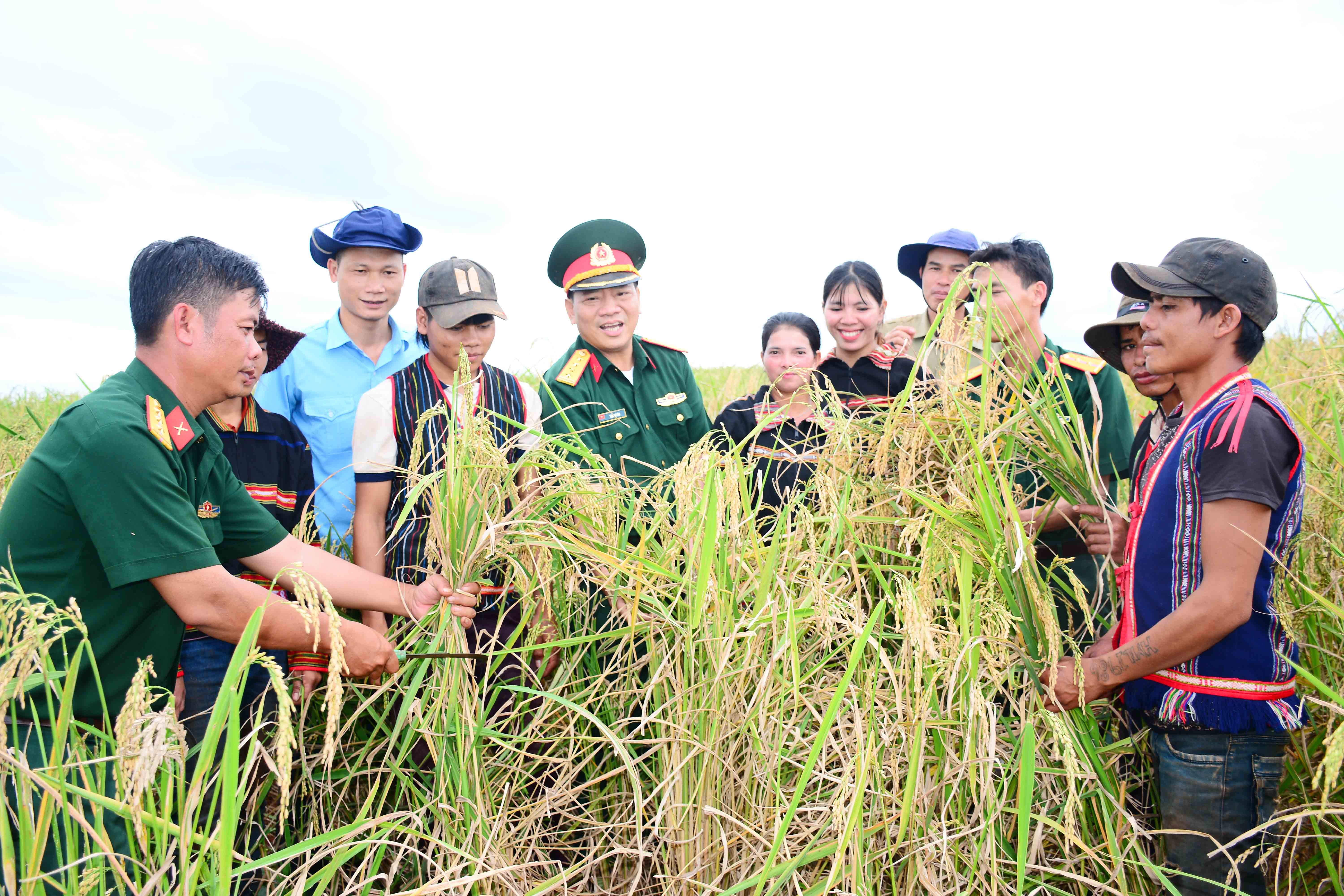 3-nhung-hat-lua-nang-tinh-quan-dan-noi-bien-gioi-1780992278.jpg