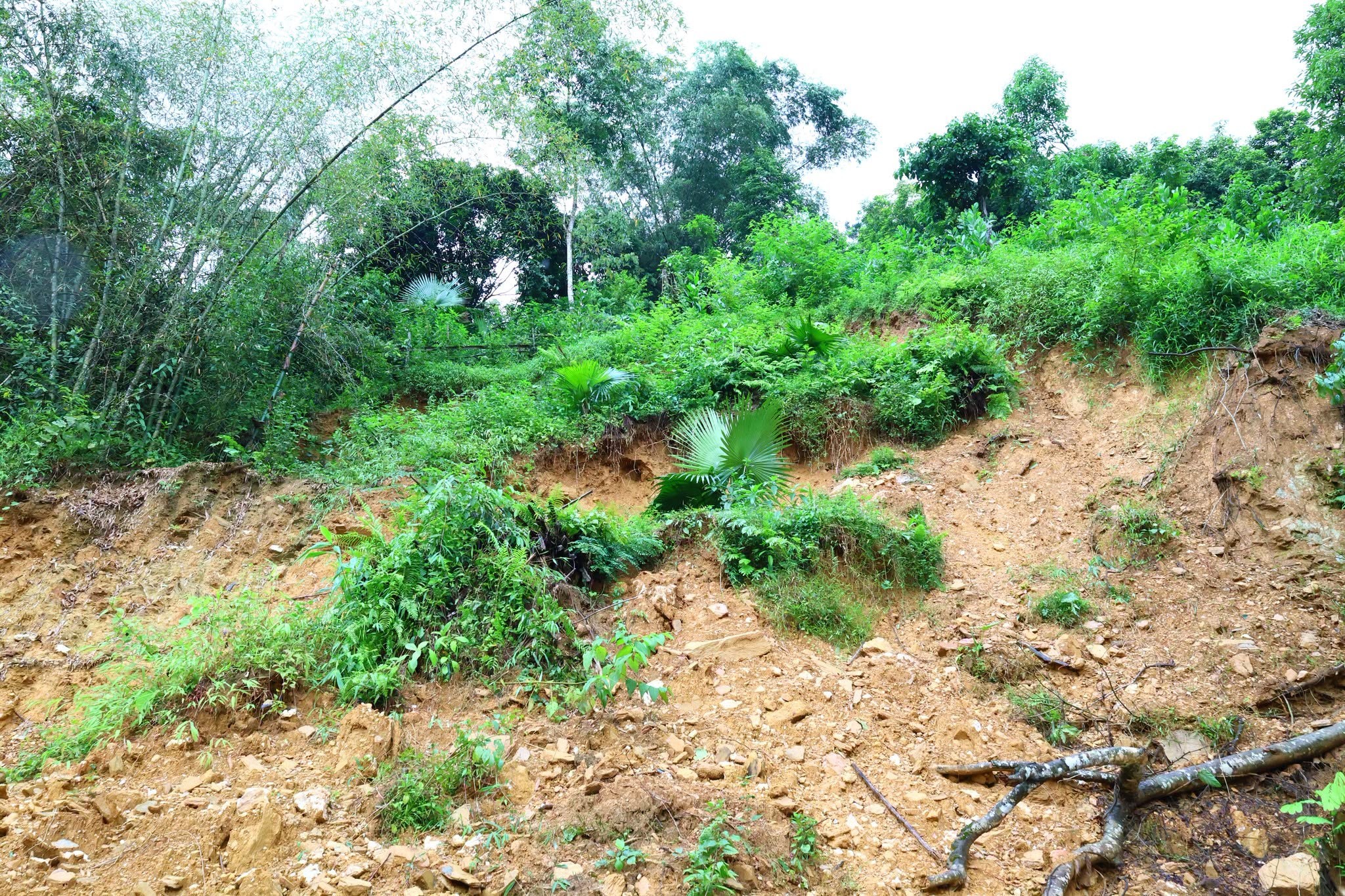 binhan-2-1785673790.jpg