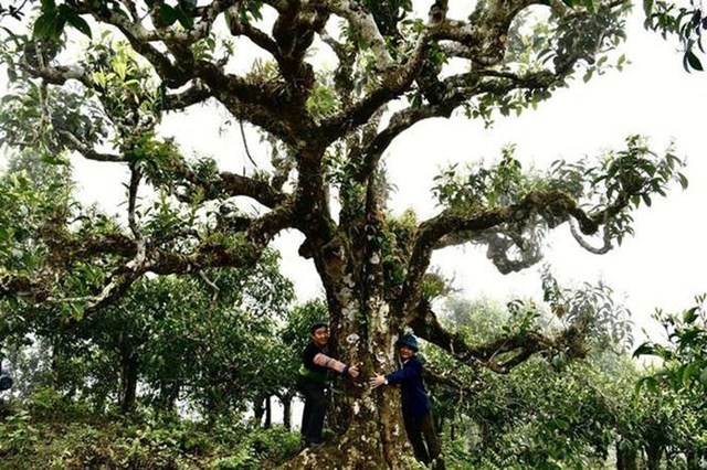 che-shan-tuyet-co-thu-tai-thon-cho-chai-xa-hoang-thu-pho-gan-ban-lien-duoc-cong-nhan-la-cay-di-san-viet-nam-1791186426.jpg