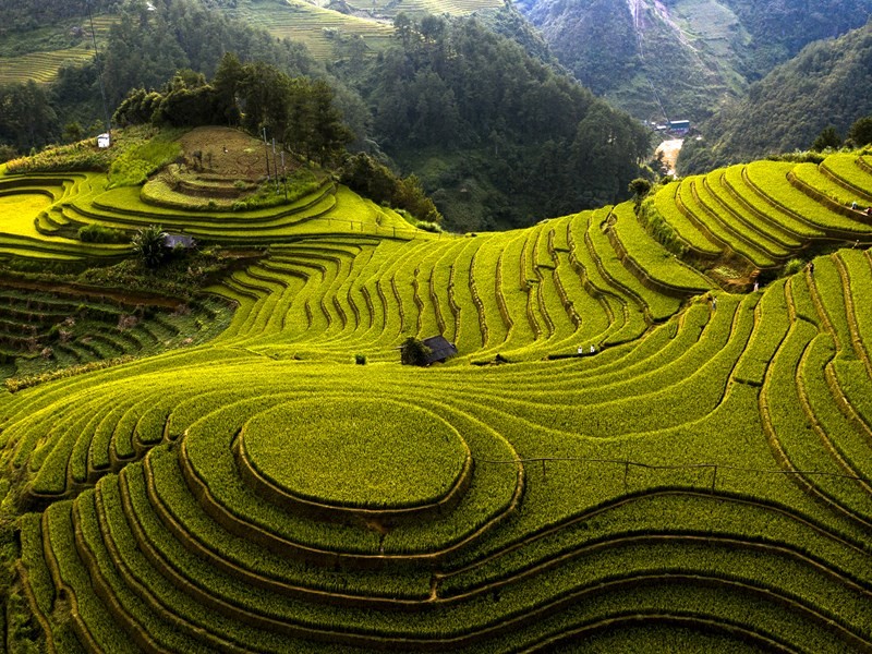 sac-vang-ruong-bac-thang-o-mu-cang-chai-1791186426.jpg