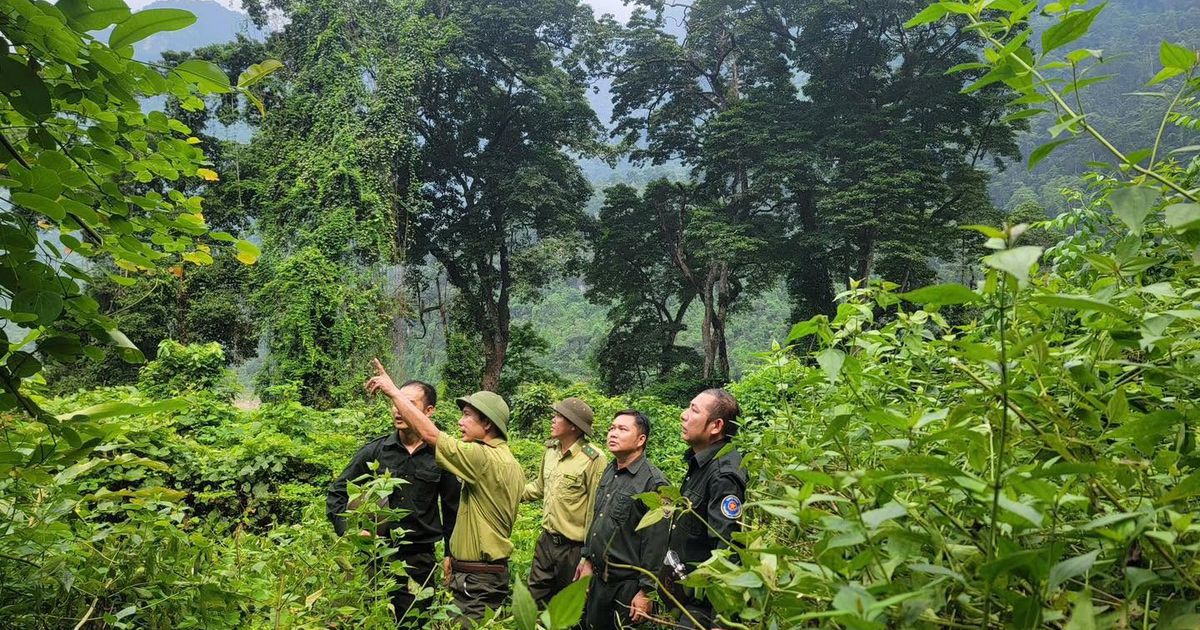 Tuyên Quang: Hạt Kiểm lâm khu vực VI – Bám rừng, giữ rừng từ cơ sở