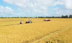 Góc nhìn văn hoá “Canh nông vi bản”: ĐBSCL và bước ngoặt 1 triệu ha lúa chất lượng cao, phát thải thấp