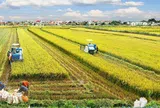 Góc nhìn văn hoá: Đồng bằng sông Hồng phát triển nông nghiệp xanh từ văn hóa lúa nước