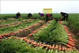 Góc nhìn văn hoá: Đánh thức nguồn lực văn hóa cho nông nghiệp xanh vùng châu thổ sông Hồng
