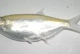 Cá thiểu kho tiêu