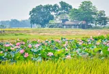 Vị Thu