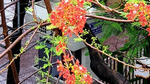 Cây phượng cây bàng ơi!