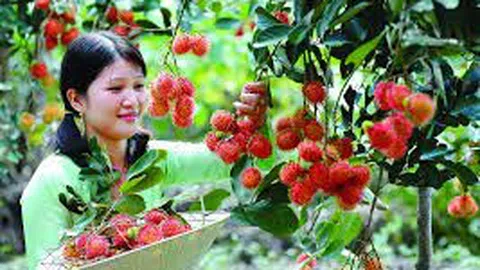 Ký sự truyền hình: Xuân quê hương - Ăn tết bên dòng sông Hậu