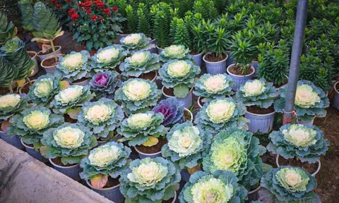 Tết Bính Ngọ 2026: Chuối hình "bàn tay Phật" và bắp cải cảnh lên ngôi tại Hà Nội