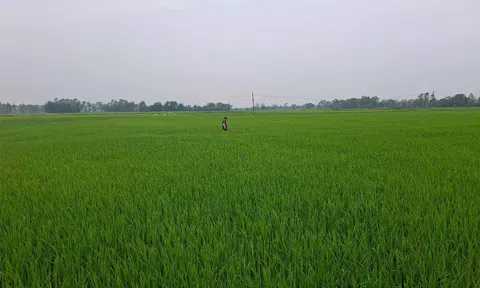 Pú Thọ: Xã Tiên Lương ứng dụng công nghệ số, hướng dẫn canh tác, chăm sóc cây trồng phù hợp