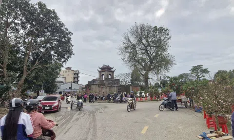 Nghệ An: Nhộn nhịp chợ Tết hoa cây cảnh thành cổ Vinh