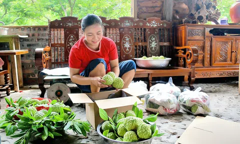 Phú Thọ: Đặc sản Na dai Bồ Lý – Tinh hoa từ đất lành của người dân Đại Đình