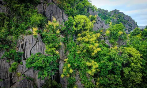Quảng Ninh: Hoa Phát tài nở giữa vận hội mới