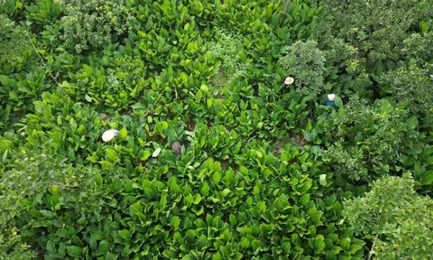 Hà Nội: Làng nghề lá dong Tràng Cát vào vụ Tết