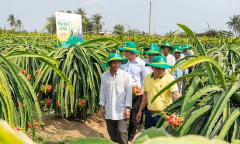 Đạm Cà Mau: Điểm tựa cho một mùa vụ vững tin hơn