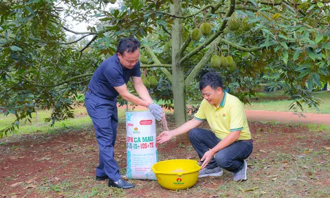 Bí quyết nào để cây sầu riêng nhiều trái loại A, lợi nhuận cao