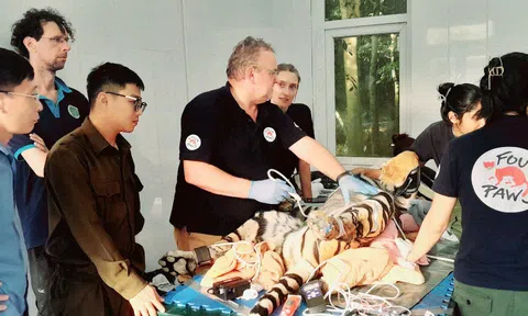 Cận cảnh chăm sóc khám sức khỏe 7 cá thể hổ được cứu hộ tại Vườn quốc gia Phong Nha - Kẻ Bàng