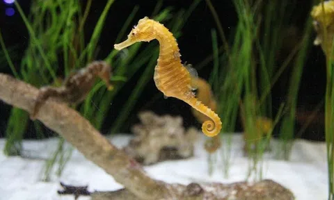 Các vị thuộc mang tên Ngựa