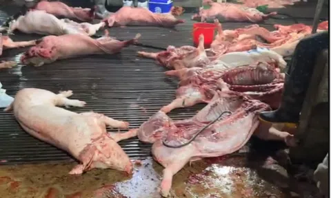 Góc nhìn văn hoá: Thêm hồi chuông cảnh tỉnh đạo đức và quản lý từ vụ “300 tấn thịt lợn bệnh” vào bếp ăn trường học