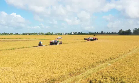 Góc nhìn văn hoá “Canh nông vi bản”: ĐBSCL và bước ngoặt 1 triệu ha lúa chất lượng cao, phát thải thấp