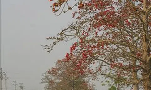Góc nhìn văn hoá: Cây Gạo - “Biểu tượng sống” thầm lặng của làng quê Việt
