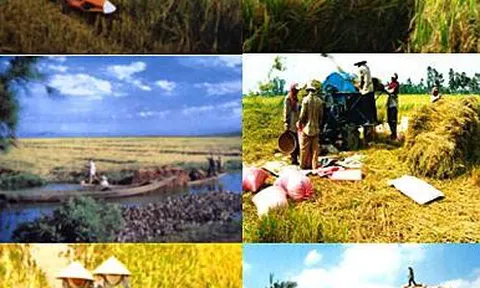 Góc nhìn văn hoá: Nông nghiệp Việt Nam - Hành trình vươn ra thế giới