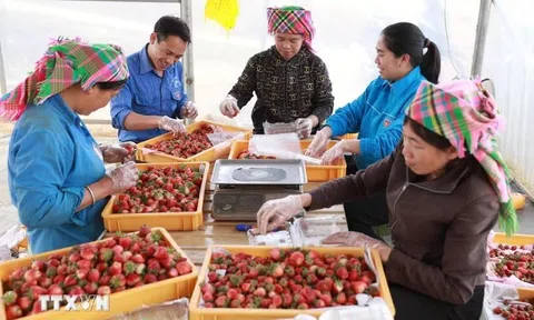 Góc nhìn văn hoá: Quy định 224-QĐ/TW - Khơi thông nguồn lực, kiến tạo văn hóa kinh doanh