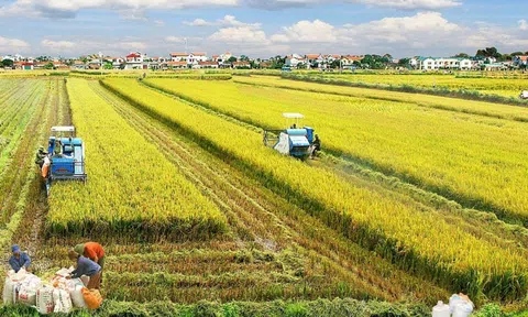 Góc nhìn văn hoá: Đồng bằng sông Hồng phát triển nông nghiệp xanh từ văn hóa lúa nước