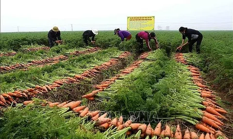 Góc nhìn văn hoá: Đánh thức nguồn lực văn hóa cho nông nghiệp xanh vùng châu thổ sông Hồng