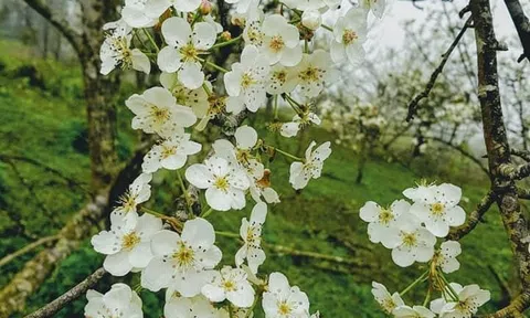 Tuyên Quang: Lễ hội hoa lê – Điểm hẹn mùa Xuân mê hoặc giữa đại ngàn Hồng Thái