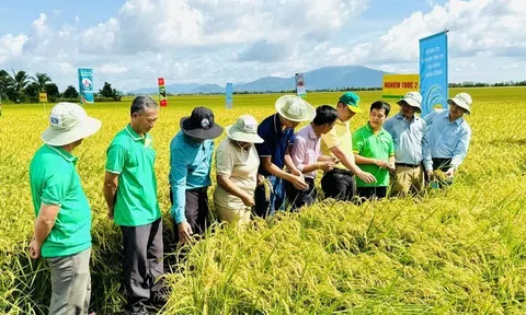Góc nhìn văn hoá: Đề án “Một triệu ha lúa và hành trình xanh hóa Đồng bằng sông Cửu Long”