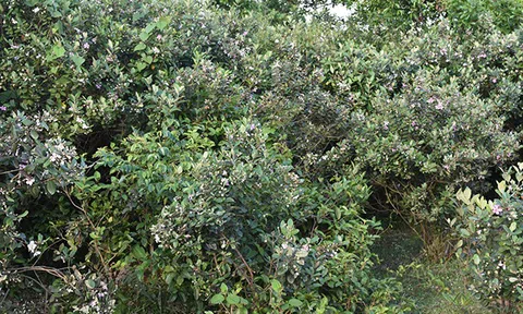 Bùi Hui - Vườn tím non ngàn