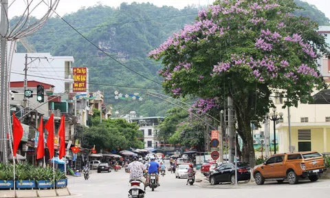 Thành phố Hà Giang mùa hoa Bằng lăng