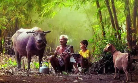 Hoài niệm khóm tre nhà