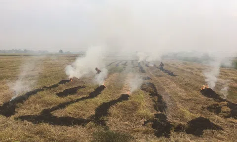 Rơm rạ