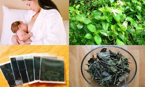 Chè vằng
