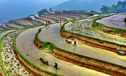 Hà Giang: Kỳ vĩ ruộng bậc thang Hoàng Su Phì