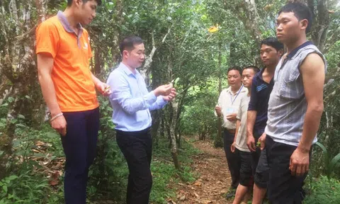 Hà Giang: Đồng Văn bảo tồn, phát triển vùng chè Shan tuyết Lũng Phìn