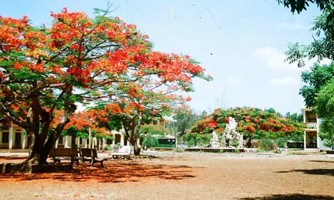 Trường em thành bệnh viện