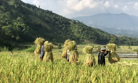 Nhớ hương ngày mùa