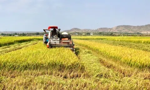 Vĩnh Phúc: Tam Dương hiện đại hóa nông nghiệp, nông thôn