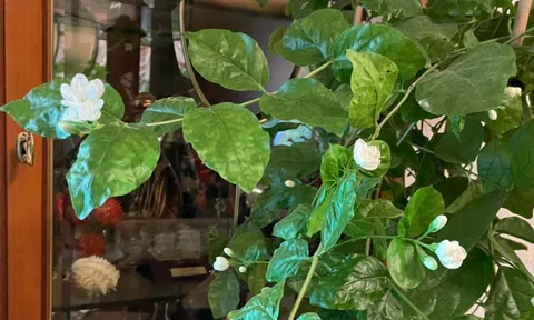 Nỗi nhớ mùa đông