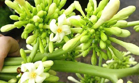 Món ngon từ hoa đu đủ