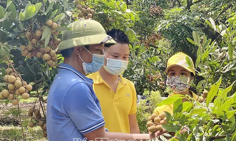 Hưng Yên: Tiêu thụ nhãn trên chợ điện tử