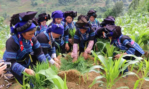 Lào Cai: Nghi thức cúng ruộng của người Hà Nhì
