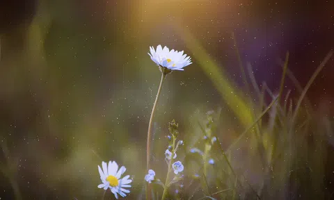 Bủng người tươi đách